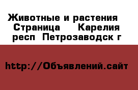  Животные и растения - Страница 2 . Карелия респ.,Петрозаводск г.